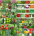 Organic Mix Varieties 100 Pices Seeds With 5 Pices Grow Bag