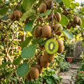 Kiwi,Juicy, Sour And Sweet, Suitable For Home Planting