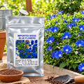 Blue Climbing Rose Seeds