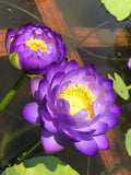 Purple Lotus Seeds (Pack of 20) with Plant Growth Serum