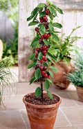 Rainier Cherry Fruit Seeds