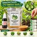 Thai Eggplant Seed (Pack of 50) with Plant Growth Serum