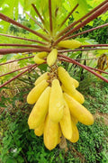 Golden Creamy Papaya Seeds