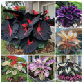 "Black Hosta Seeds + 100 grams Organic Pot mix Free "