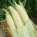 Japanese Milk Corn