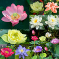 Bonsai Lotus Flower Seeds
