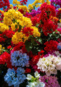Mix Colour Bougainvillea Flower Seeds For Home Garden