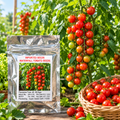 Waterfall Tomato Seeds