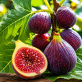 Fig Tree Seeds