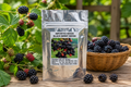 Sweet Giant Blackberry Seeds