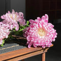 Giant Chrysanthemum Seeds