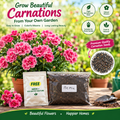 Dianthus Seeds (Free Pot Mixture 100 gm)