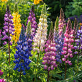 Lupine Blossoms - Seeds