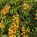 Wampee Seeds - Yellow Peel Fruit