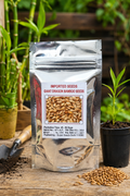 Bambusa gigantea Seed